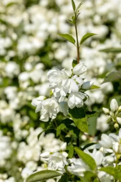 Philadelphus 'Schneesturm' (Boerenjasmijn) 80cm