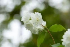 Philadelphus 'Schneesturm' (Boerenjasmijn) 80cm