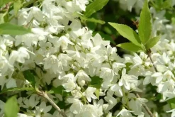 Philadelphus 'Schneesturm' (Boerenjasmijn) 80cm