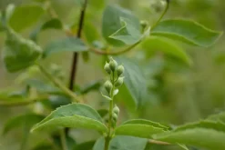 Philadelphus 'Schneesturm' (Boerenjasmijn) 80cm