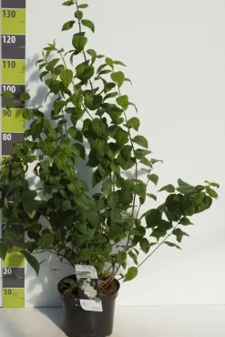 Philadelphus 'Schneesturm' (Boerenjasmijn) 80cm