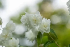 Philadelphus 'Schneesturm' (Boerenjasmijn) 80cm