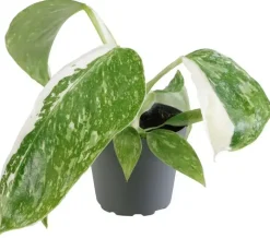 Philodendron 'Jose Buono' (Philodendron) 12cm