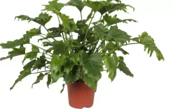 Philodendron 'Little hope' 70cm