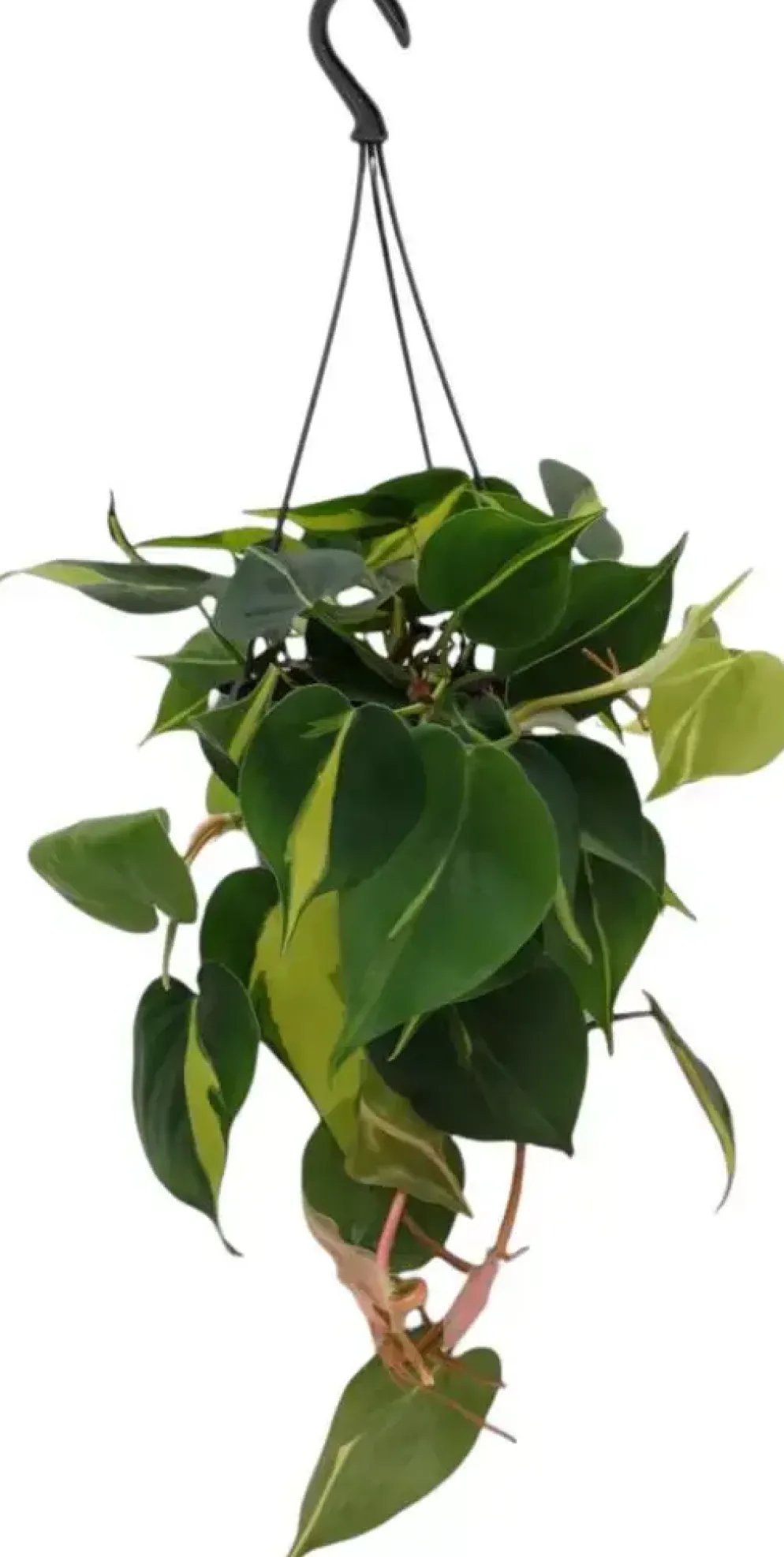 Philodendron scandens 40cm