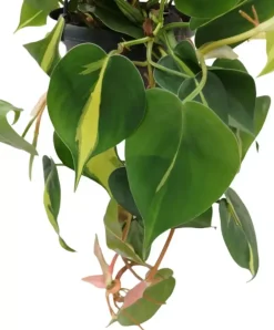 Philodendron scandens 40cm