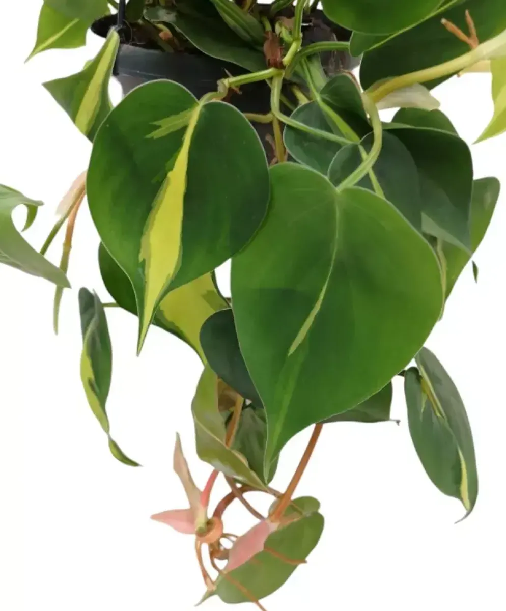 Philodendron scandens 40cm