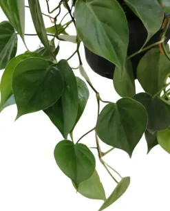 Philodendron scandens 40cm
