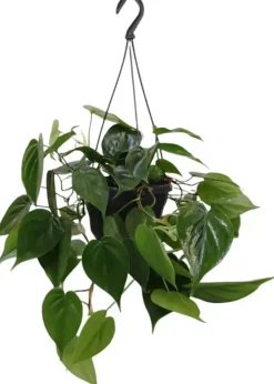 Philodendron scandens 40cm