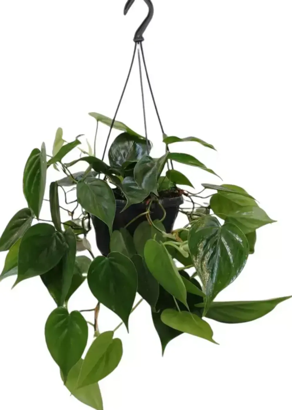 Philodendron scandens 40cm