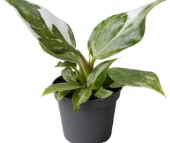 Philodendron 'White Princess' 16cm