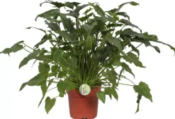 Philodendron xanadu 70cm