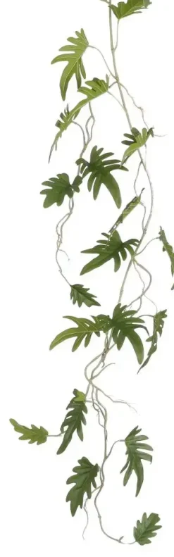 Philodendron xanadu hangend groen