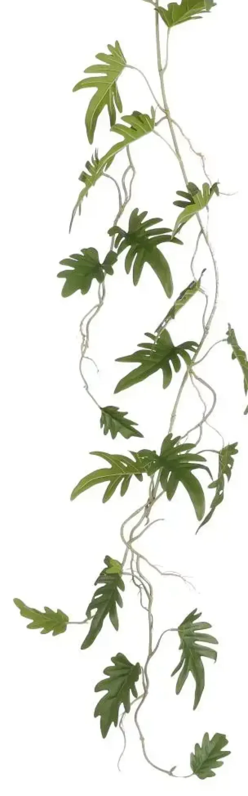 Philodendron xanadu hangend groen