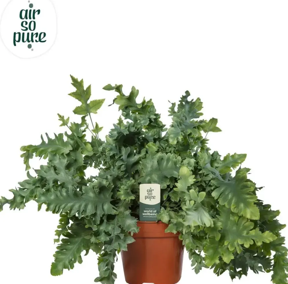 Phlebodium aureum 'Davana' (Zinkvaren, Blauwvaren) 45cm