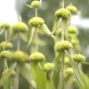 Phlomis russeliana (Phlomis)