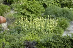 Phlomis russeliana (Phlomis)
