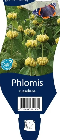 Phlomis russeliana (Phlomis)
