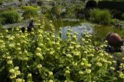 Phlomis russeliana (Phlomis)