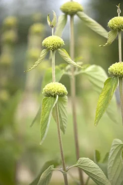 Phlomis russeliana (Phlomis)