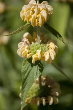 Phlomis russeliana (Phlomis)
