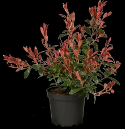 Photinia fraseri 'Carré Rouge' (Glansmispel 'Carré Rouge')