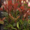Photinia fraseri 'Carré Rouge' (Glansmispel 'Carré Rouge')