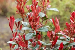 Photinia fraseri 'Carré Rouge' (Glansmispel 'Carré Rouge')