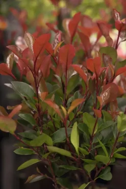 Photinia fraseri 'Compacta' (Glansmispel 'Compacta')