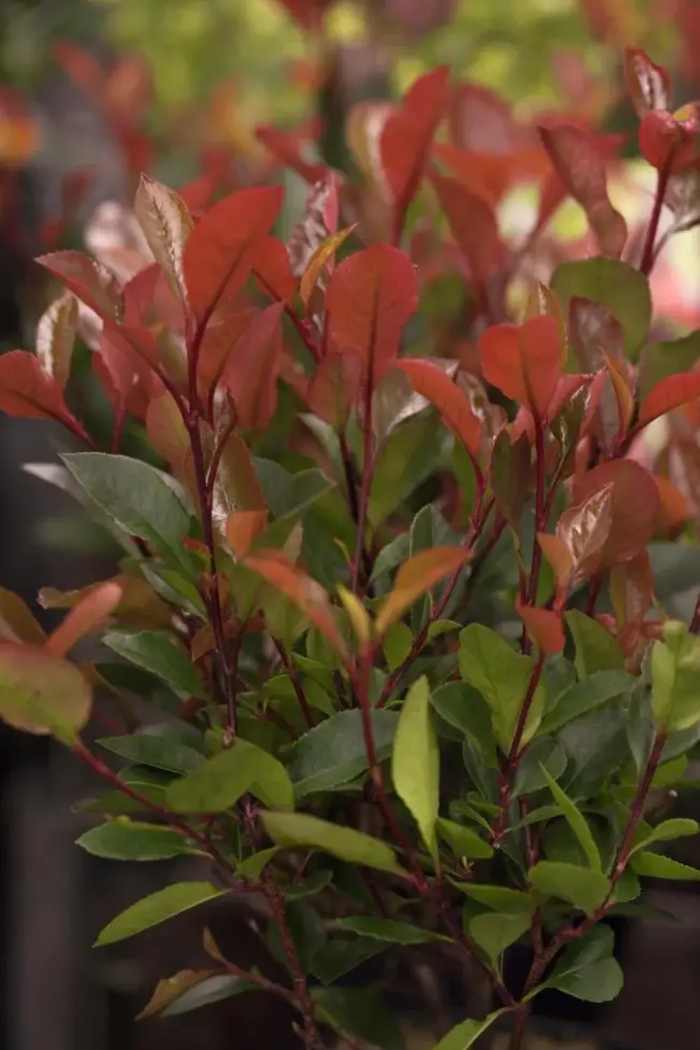 Photinia fraseri 'Compacta' (Glansmispel 'Compacta')