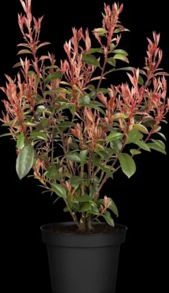 Photinia fraseri 'Compacta' (Glansmispel 'Compacta')