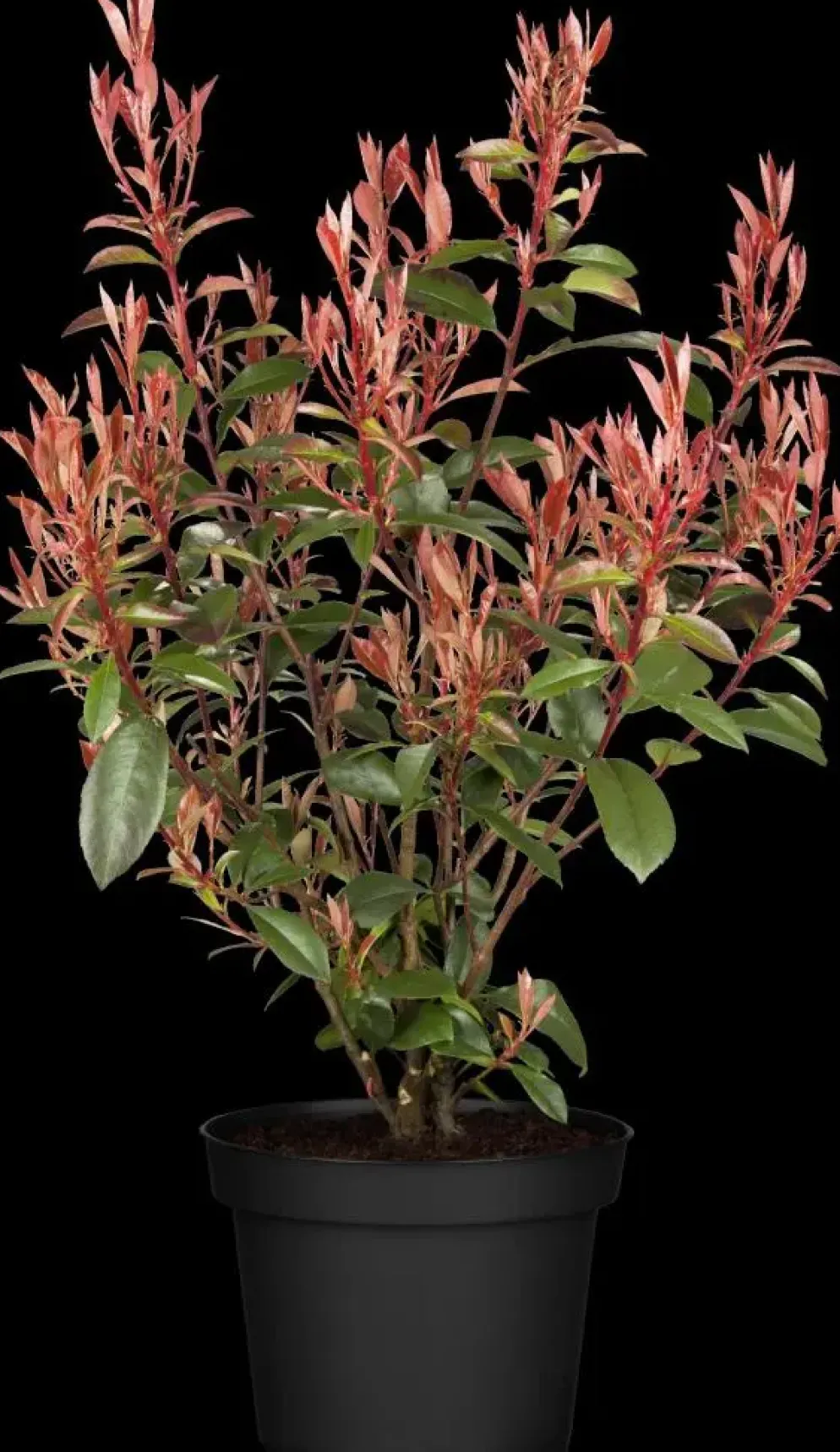 Photinia fraseri 'Compacta' (Glansmispel 'Compacta')