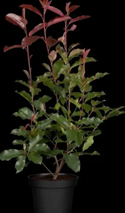 Photinia fraseri (Glansmispel)