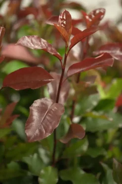 Photinia fraseri (Glansmispel)