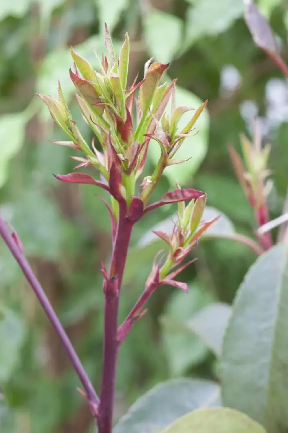 Photinia fraseri 'Little Red Robin' (Glansmispel 'Little Red Robin')