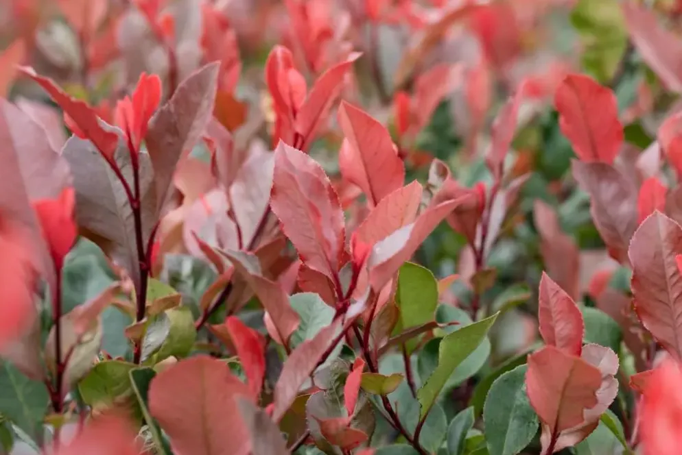 Photinia fraseri 'Little Red Robin' (Glansmispel 'Little Red Robin')