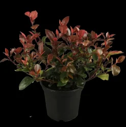 Photinia fraseri 'Little Red Robin' (Glansmispel 'Little Red Robin')