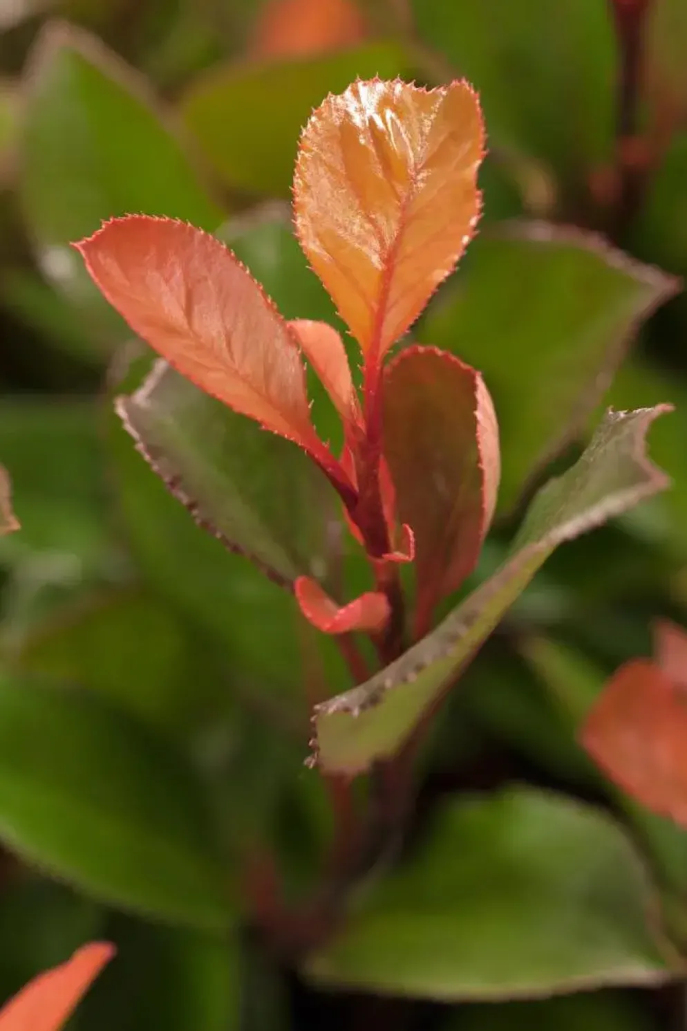 Photinia fraseri 'Little Red Robin' (Glansmispel 'Little Red Robin')