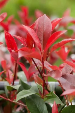 Photinia fraseri 'Red Robin' (Glansmispel 'Red Robin')