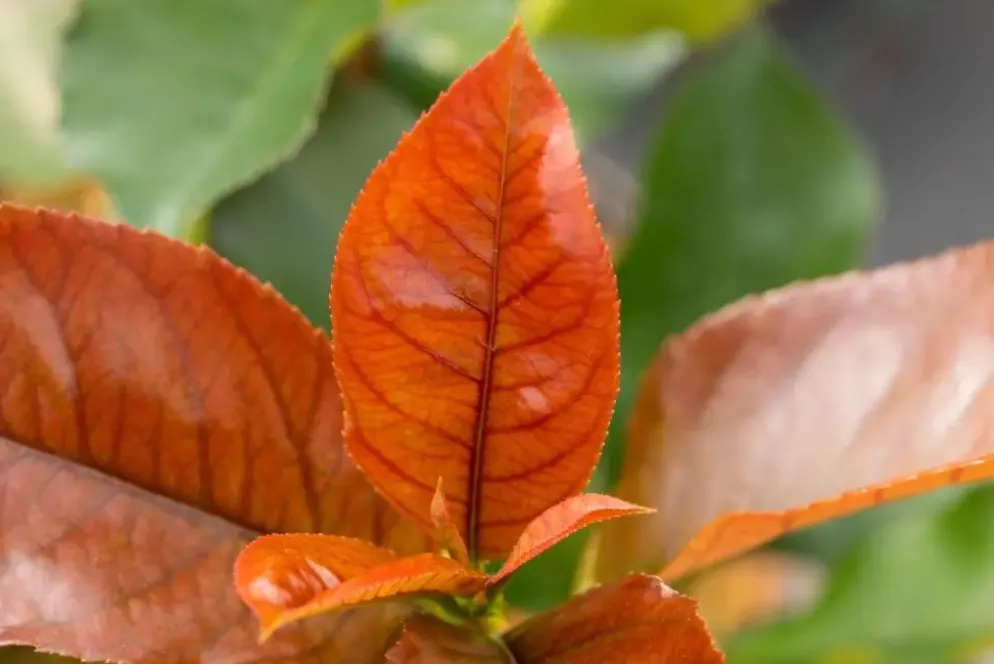 Photinia fraseri 'Red Robin' (Glansmispel 'Red Robin')