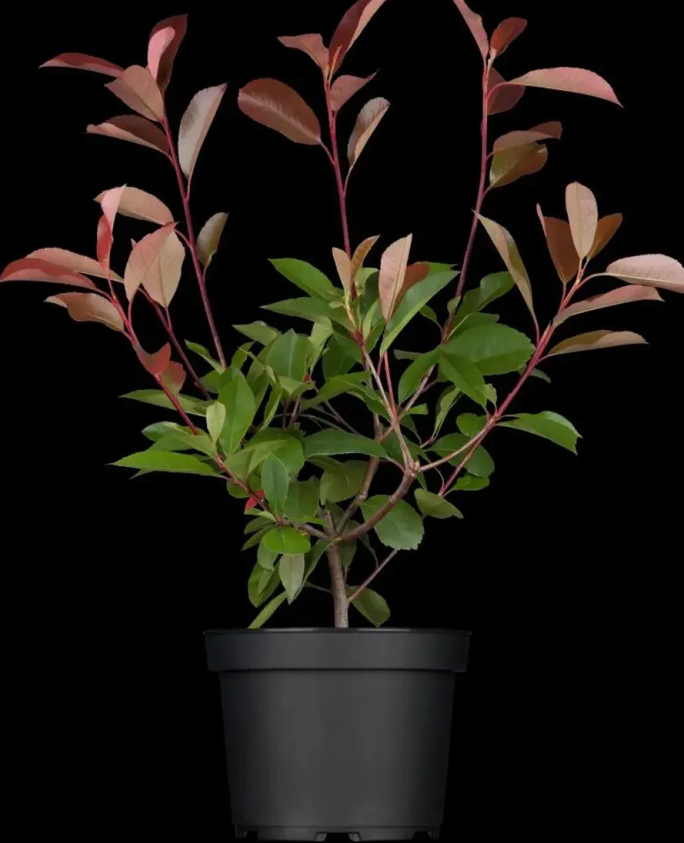 Photinia fraseri 'Red Robin' (Glansmispel 'Red Robin')