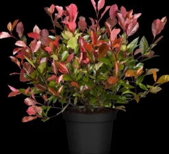 Photinia fraseri 'Red Robin' (Glansmispel 'Red Robin')