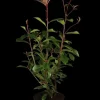 Photinia fraseri 'Red Robin' (Glansmispel 'Red Robin')