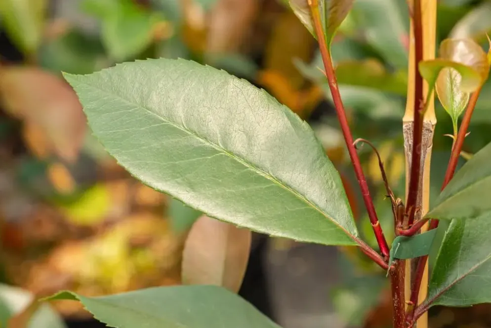 Photinia fraseri 'Red Robin' (Glansmispel 'Red Robin')