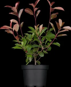 Photinia fraseri 'Red Robin' (Glansmispel 'Red Robin')