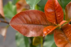 Photinia fraseri 'Red Robin' (Glansmispel 'Red Robin')