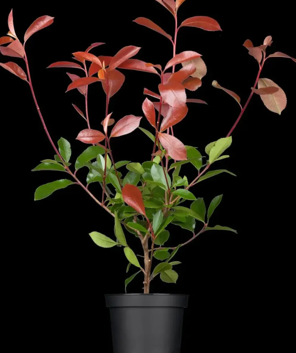 Photinia fraseri 'Red Robin' (Glansmispel 'Red Robin')