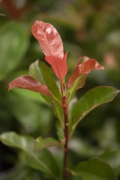 Photinia fraseri 'Robusta Compacta' (Glansmispel 'Robusta Compacta')