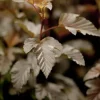 Physocarpus opulifolius 'Lady in Red'® (Blaasspirea 'Lady in Red')