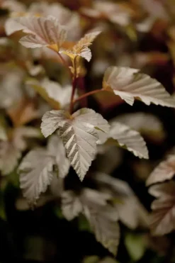 Physocarpus opulifolius 'Lady in Red'® (Blaasspirea 'Lady in Red')